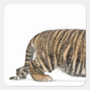 Sumatran Tigerjunges 2 Quadratischer Aufkleber