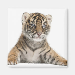 Sumatran Tigerjunges Magnet