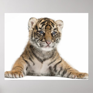 Sumatran Tigerjunges Poster