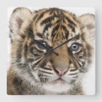 Sumatran Tigerjunges