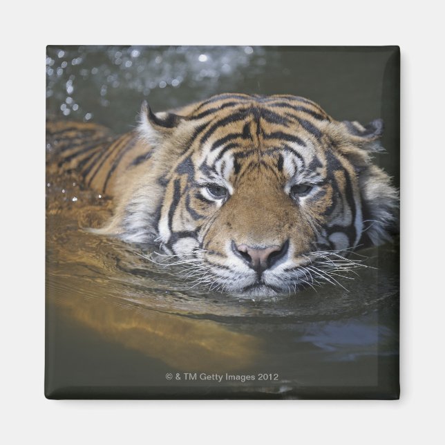 Sumatrantiger, Panthera tigris sumatrae Magnet (Vorne)