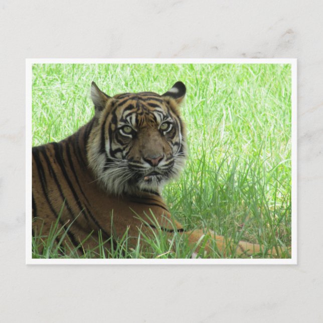 Sumatrantiger Postkarte (Vorderseite)
