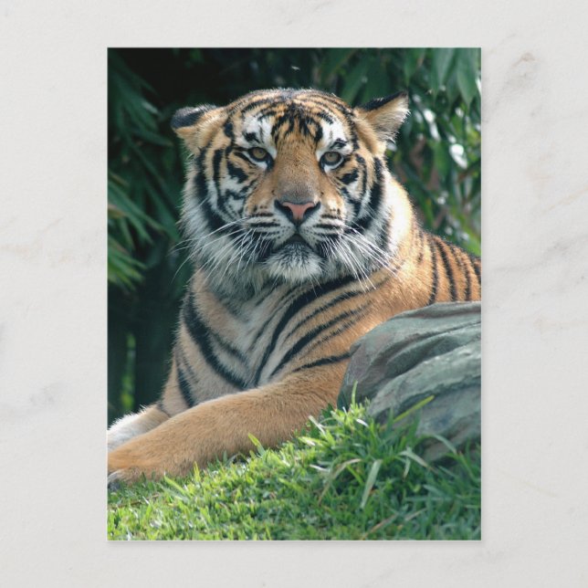 Sumatrantiger Postkarte (Vorderseite)