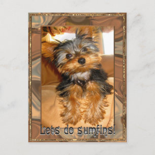 Sumfins Yorkie Postkarte