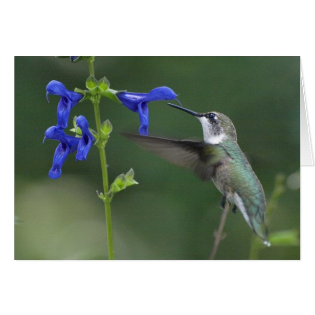 Summenvogel salvia Saphirblau 2 (Vorderseite (Horizontal))