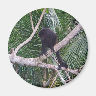 Summer-Affe und Baby-Affe in Costa Rica-Dschungel Magnet