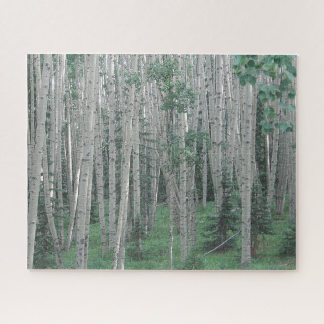 Summer Aspen Trees - 16x20 - 520 pcs Jigsaw Puzzle (Horizontal)