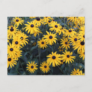 Summer Black-mit Augen Susan-Wildblumen Postkarte