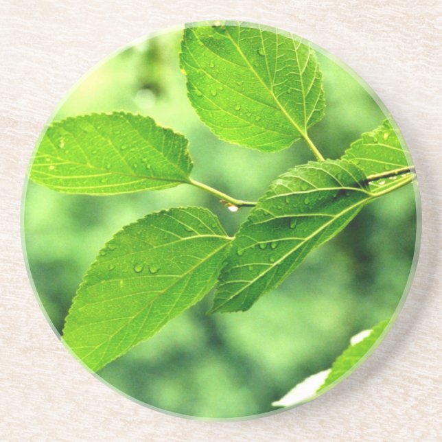 'Summer Blätter with Raindrops' Untersetzer (Vorne)
