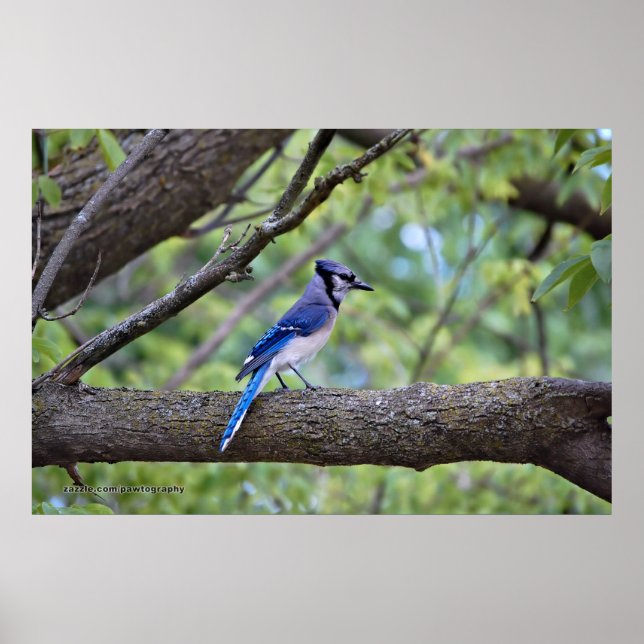 Summer Blue Jay Poster (Vorne)
