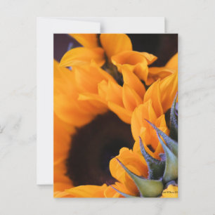 Summer Bright Sonnenblume Postkarte
