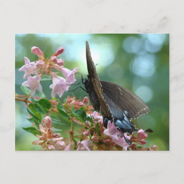 Summer Butterfly Blues Postkarte (Vorderseite)