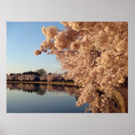 Summer Cherry Blossoms Foto Naturewall Poster