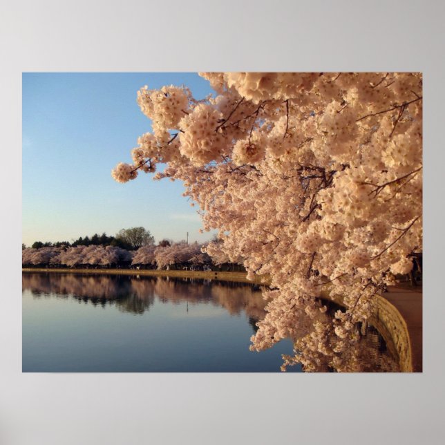 Summer Cherry Blossoms Foto Naturewall Poster (Vorne)