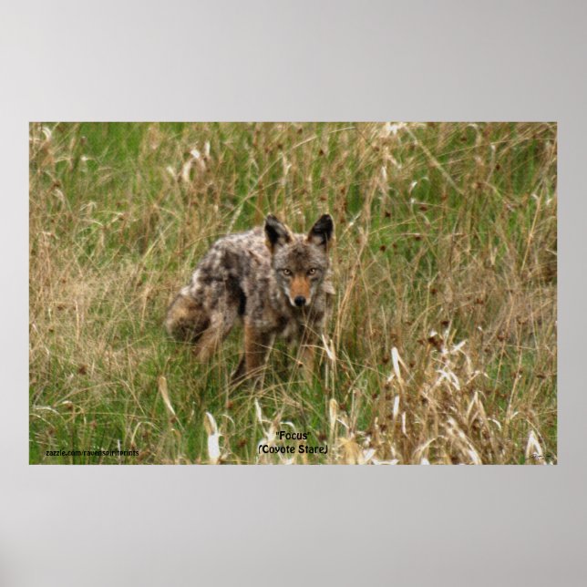 Summer Coyote - Foto-Poster für eine lange Graslan Poster (Vorne)