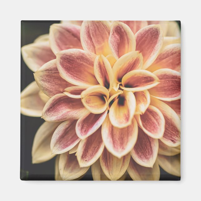 Summer Dahlia Blume (Floral Art) Magnet (Vorne)