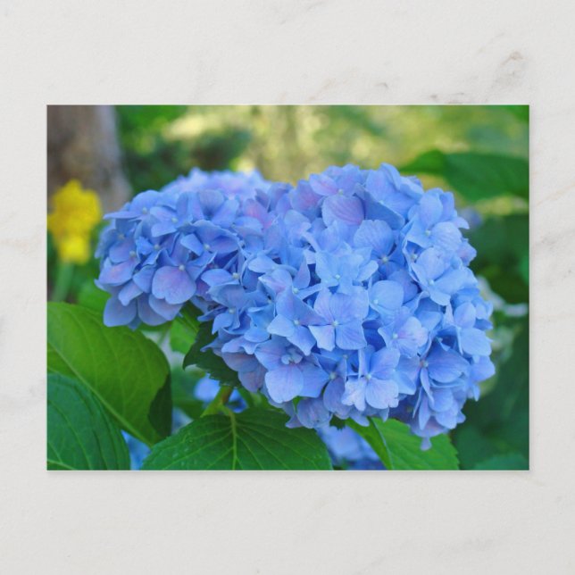 Summer Floral Garden Postcard Blue Hydrangea Postkarte (Vorderseite)
