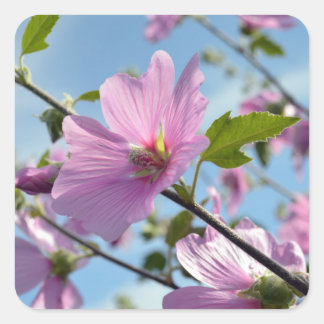 Summer Flowers (Tree Mallow) Quadratischer Aufkleber