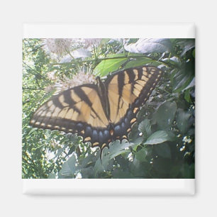 Summer Fun Monarch Magnet