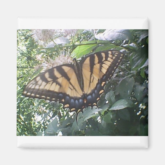 Summer Fun Monarch Magnet (Vorne)