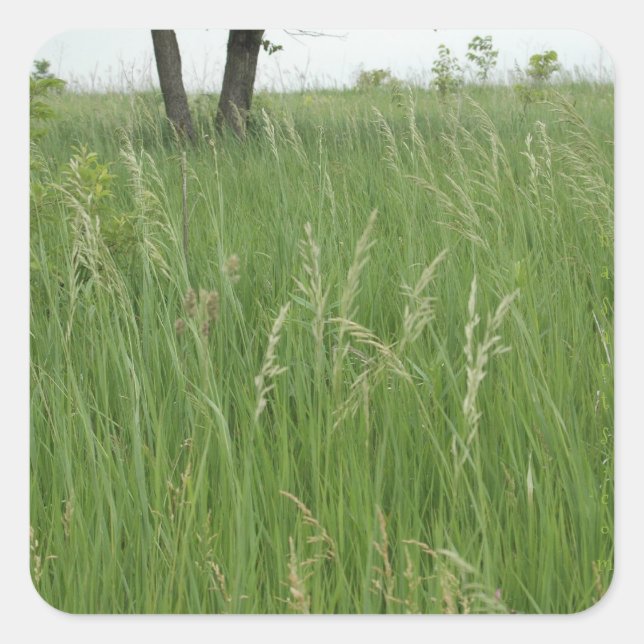 Summer Grass Sticker von H.A.S. Arts (Vorderseite)