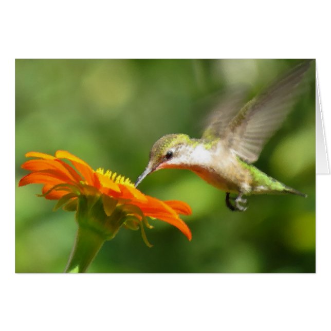 Summer Hummer (Vorderseite (Horizontal))