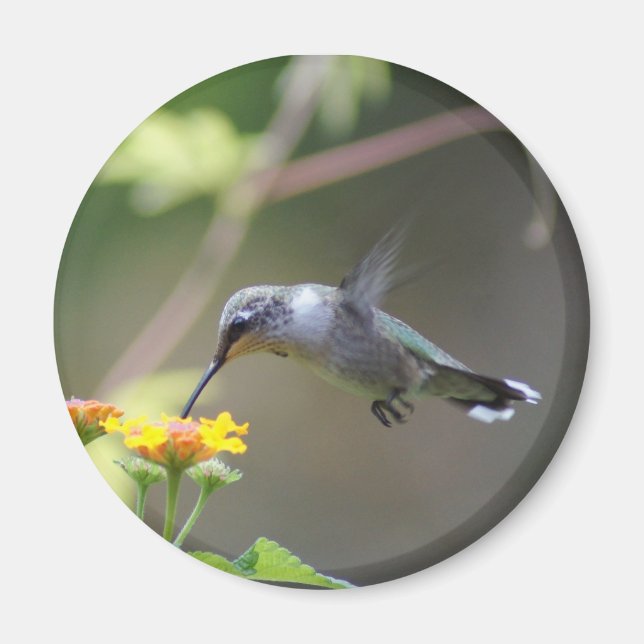 Summer Hummer Magnet (Vorne)