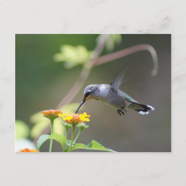 Summer Hummer Postkarte (Vorderseite)
