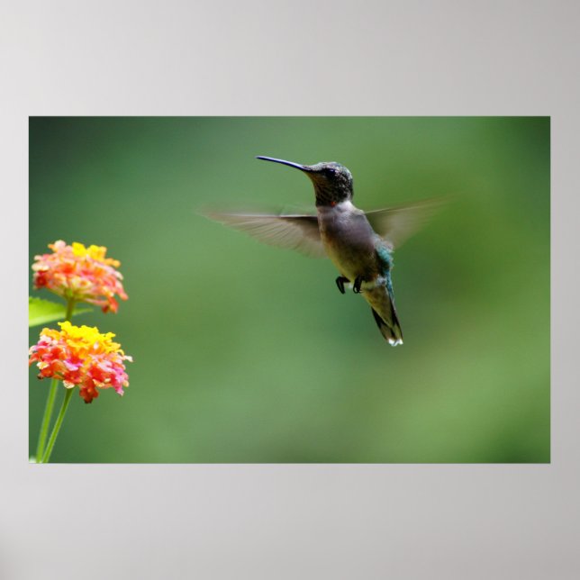 Summer Humming Poster (Vorne)