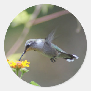 Summer Humming Runder Aufkleber