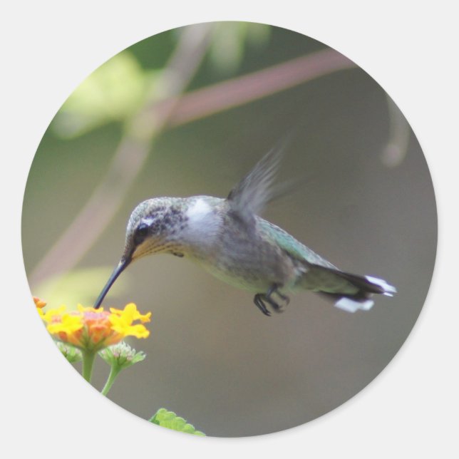 Summer Humming Runder Aufkleber (Vorderseite)