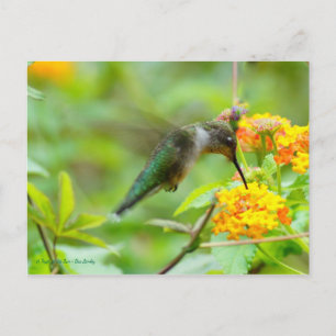 Summer Hummingbird Postkarte