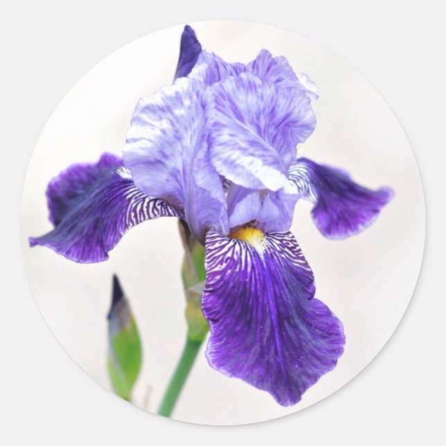 Summer Iris Umschlag Aufkleber (Vorderseite)