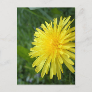 Summer Jewel Postkarte