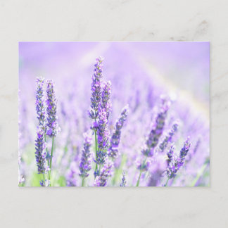 Summer Lavender Postkarte
