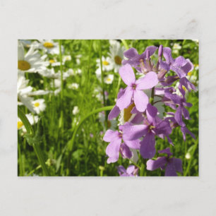 Summer Lilac und Daisies Postkarte