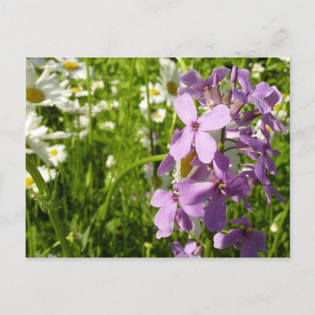 Summer Lilac und Daisies Postkarte (Vorderseite)
