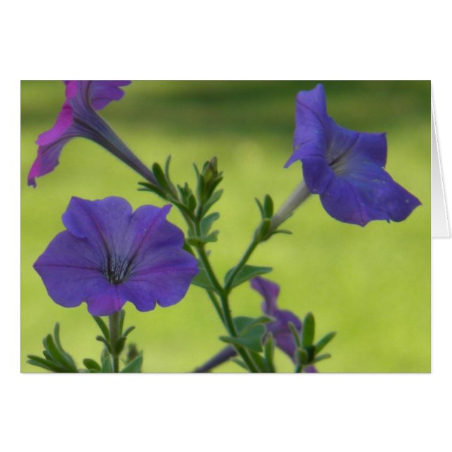 Summer Petunias (Vorderseite (Horizontal))