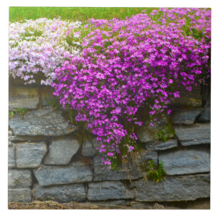 Summer Phlox Tile Fliese
