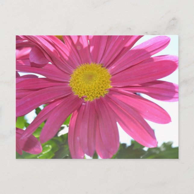 Summer Pink Blume Postkarte (Vorderseite)