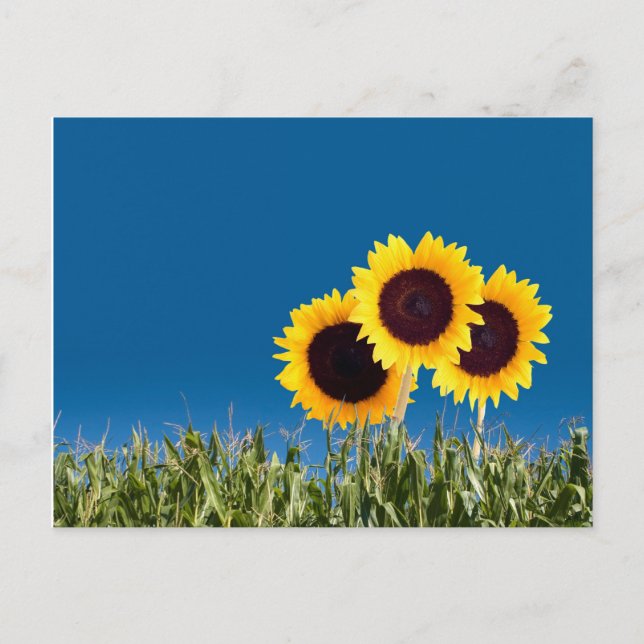 Summer Post Cards Postkarte (Vorderseite)