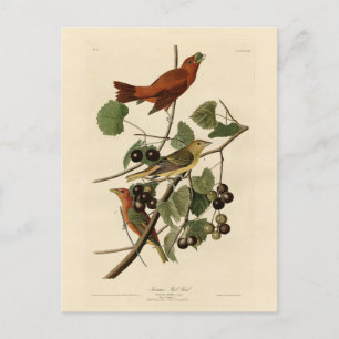 Summer Red Bird (Tanager) Audubon Birds of America Postkarte