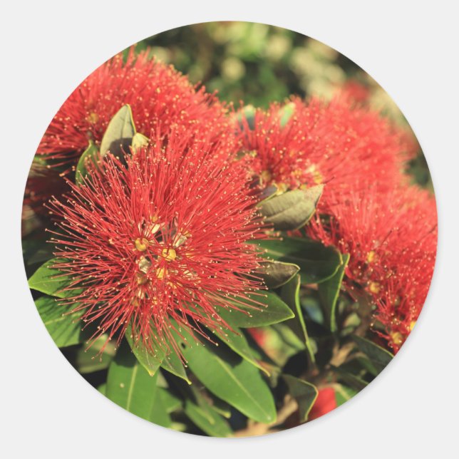 Summer red Pohutukawa tree Blume Runder Aufkleber (Vorderseite)
