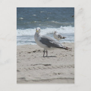 Summer Sea Gull Postkarte