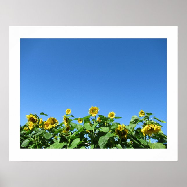 Summer Sunblumen Poster (Vorne)