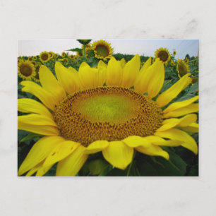 Summer Sunflower Series Postkarte