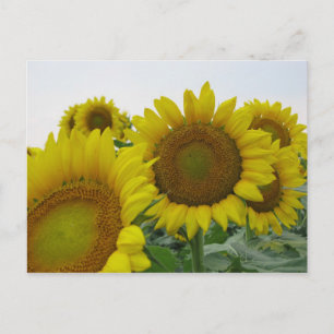 Summer Sunflower Series Postkarte