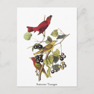 Summer Tanager von John Audubon Postkarte