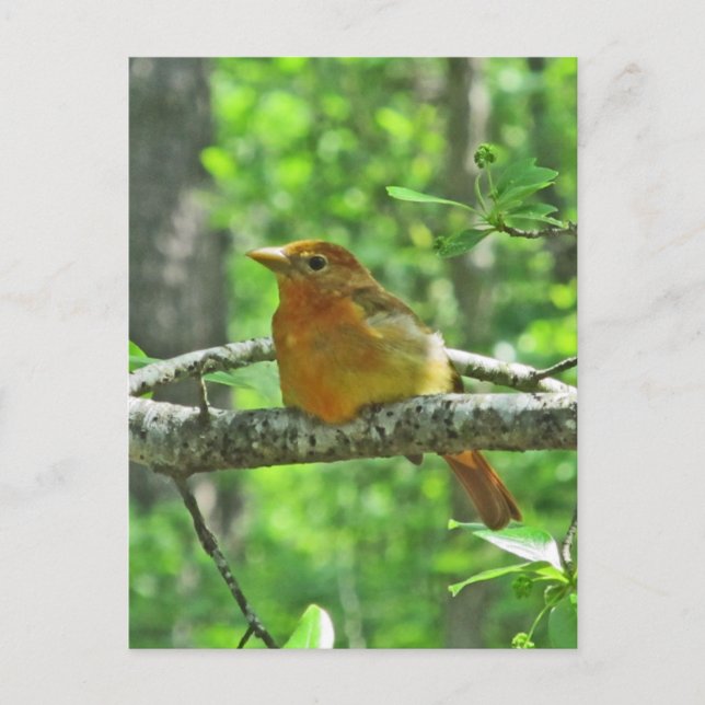 Summer Tanager (weiblich) Postkarte (Vorderseite)