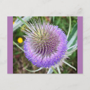 Summer Thistle Blume Postkarte